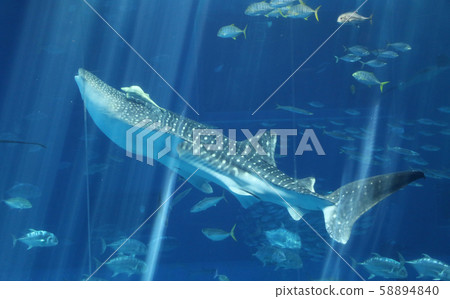 Whale shark 58894840