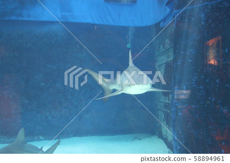 shark 58894961