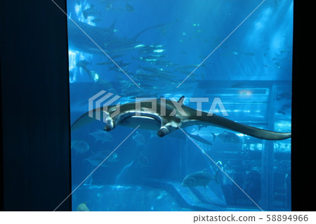 Manta Manta 58894966