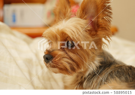 約克夏犬在床上 58895015