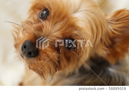 約克夏犬在床上 58895019