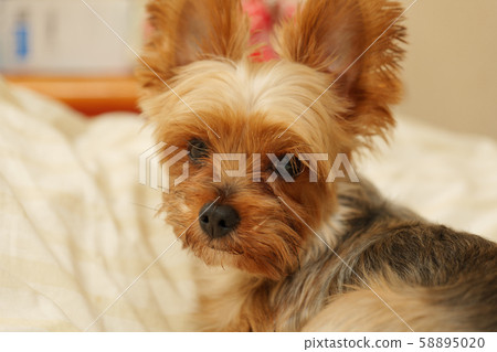 約克夏犬在床上 58895020