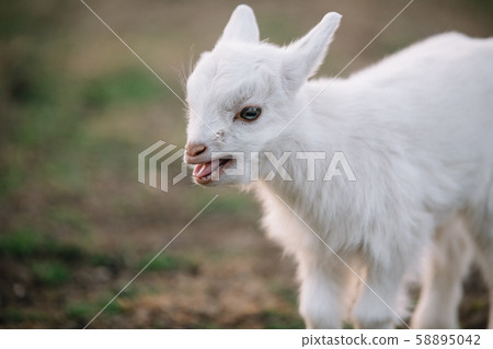 Goat kid goat Goat kid goat 58895042