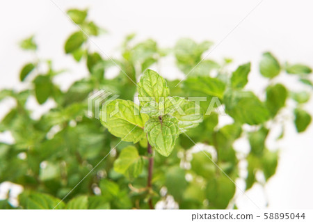 Spearmint Spearmint 58895044