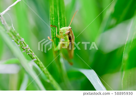  Koban Inago 58895930