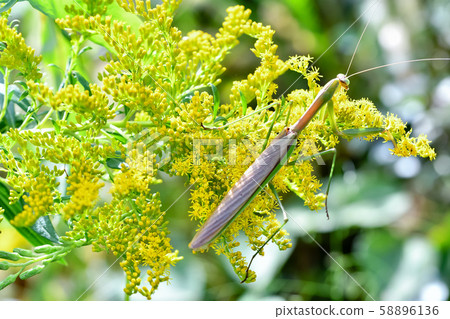 Mantis Mantis 58896136