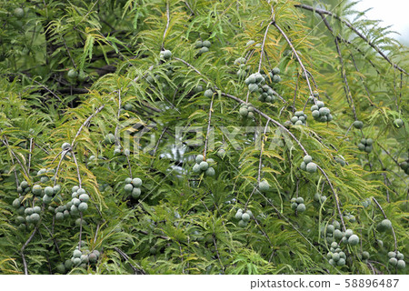 Japanese cedar nuts, raccoon Japanese cedar nuts, raccoon 58896487