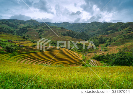 Terraced rice field in harvest season in Mu Cang Terraced rice field in harvest season in Mu Cang 58897044