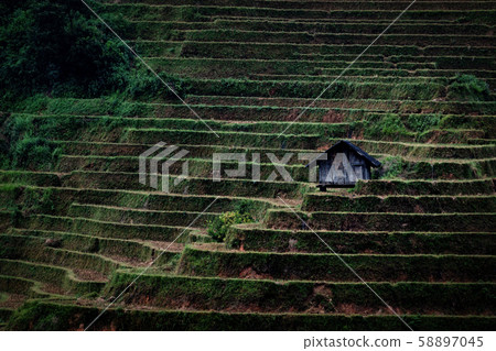 Close up of a small hut in terraced rice field in Close up of a small hut in terraced rice field in 58897045