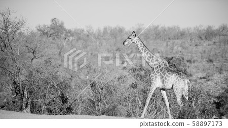 in south africa     wildlife    reserve and   58897173