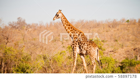 in south africa     wildlife    reserve and   58897178