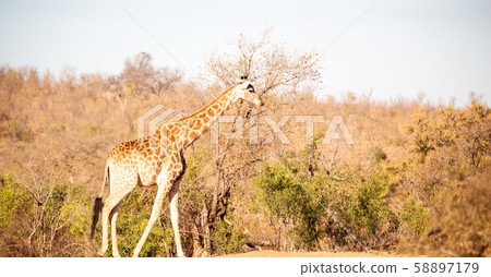 in south africa    wildlife   reserve and      58897179