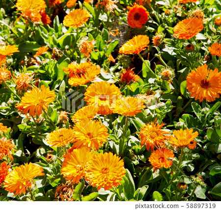 the flowers and garden the flowers and garden 58897319