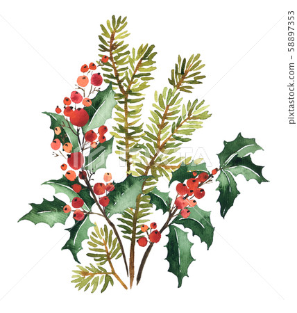 Watercolor arangement of spruce and holly for Watercolor arangement of spruce and holly for 58897353