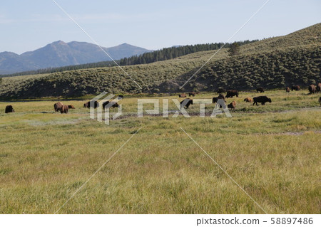 yellowstone national park wildlife buffalo yellowstone national park wildlife buffalo 58897486