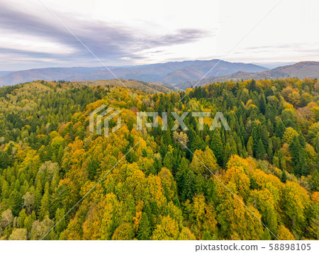 Golden autumn drone view of forest landscape with yellow trees from above Golden autumn drone view of forest landscape with yellow trees from above 58898105