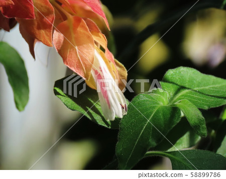 樹皮Justicia brandegeeana 樹皮Justicia brandegeeana 58899786