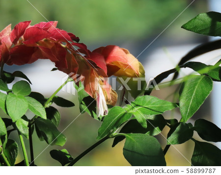 樹皮Justicia brandegeeana 樹皮Justicia brandegeeana 58899787
