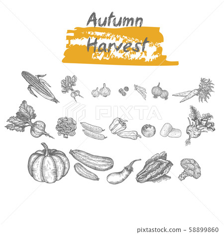 Autumn lettering with vegetables. Flat vector graphic sketch. Fruits and vegetables for menu or advertising. Design template - Vector illustration Autumn lettering with vegetables. Flat vector graphic sketch. Fruits and vegetables for menu or advertising. Design template - Vector illustration 58899860