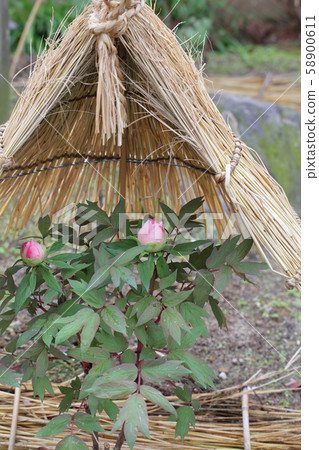 Yachiyo Rin, Button Rabbit and Wallabocchi Yachiyo Rin, Button Rabbit and Wallabocchi 58900611