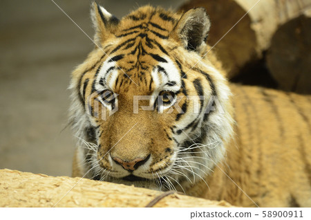 [Tiger, tiger] Amur tiger 58900911