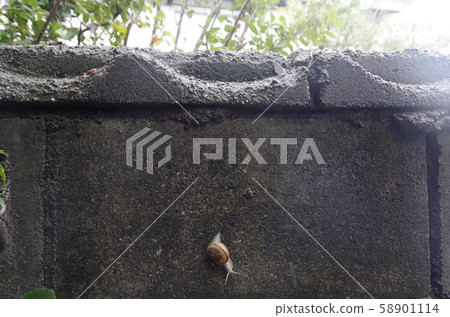Snail walking 58901114