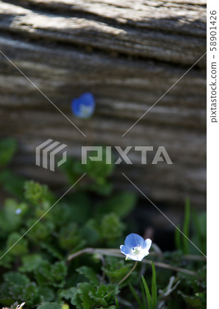 鳥取的四季四季春 58901426