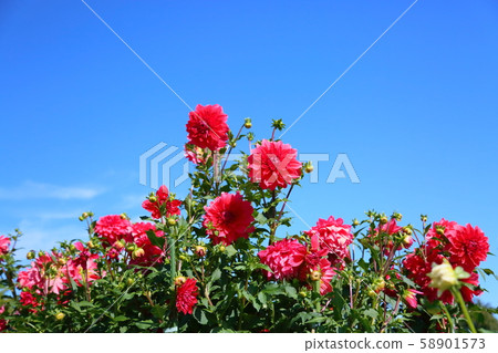 大麗花花 58901573