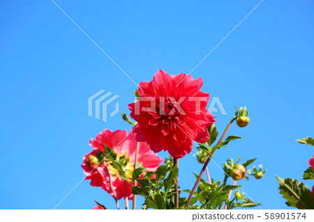 大麗花花 58901574