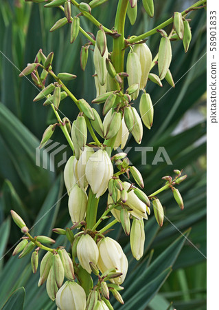 White rosewood flower White rosewood flower 58901833