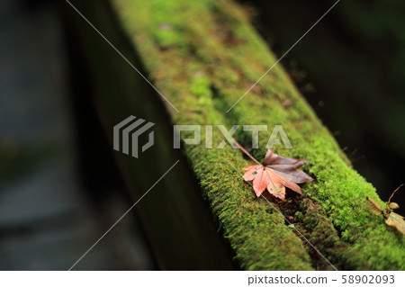 Autumn leaves and moss Autumn leaves and moss 58902093
