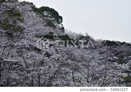 Sakura Tsugaike Athletic Stadium Sakura Tsugaike Athletic Stadium 58902207