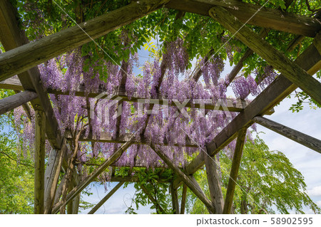 Wisteria trellis 03 58902595