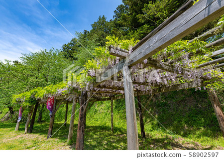 Wisteria trellis 05 58902597
