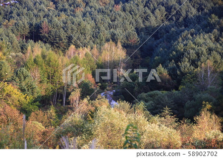 Secret garden, silver grass, forest Secret garden, silver grass, forest 58902702