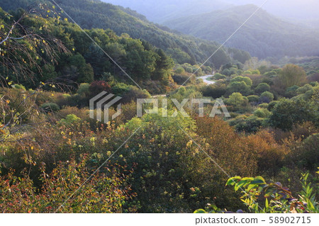 Secret garden, silver grass, forest 58902715