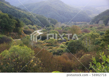 Secret garden, silver grass, forest 58902718