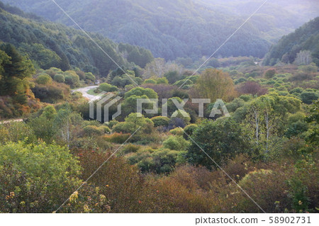 Secret garden, silver grass, forest Secret garden, silver grass, forest 58902731
