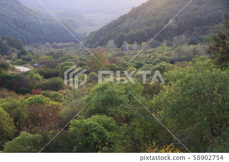 Secret garden, silver grass, forest Secret garden, silver grass, forest 58902754