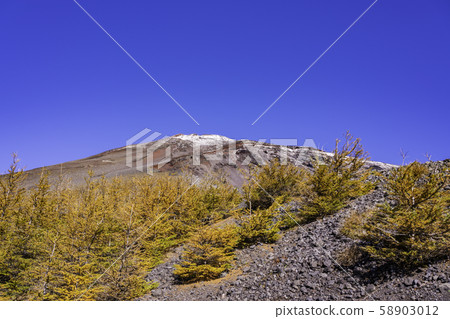 (Shizuoka Prefecture) Mt. Fuji, first snowfall, deciduous pine on the Hoei promenade 58903012