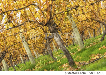 New Zealand Blenheim Winery New Zealand Blenheim Winery 58903213