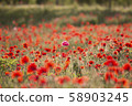 罌粟 58903245