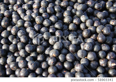 Acai produced in Amazon 58903341