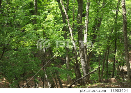 Mineyama Plateau, fresh green of Relaxia Forest 58903404