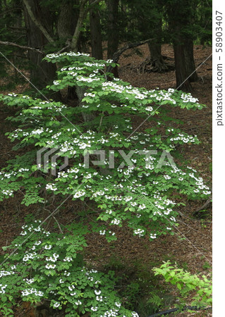 Mineyama Plateau, wild boar flowers in the Relaxia Forest 58903407