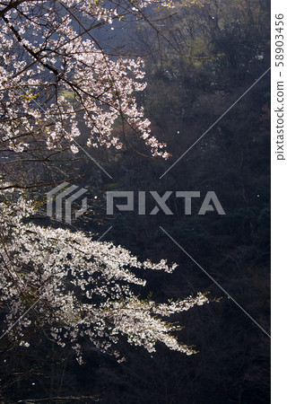 Tottori Four Seasons Walk Spring Awazu Valley 58903456