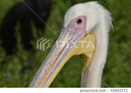 Momoiro Pelicans Momoiro Pelicans 58903572