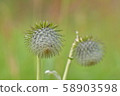 Oyamabokuchi 58903598