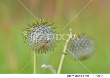Oyamabokuchi Oyamabokuchi 58903598