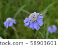 Matsumushisou 58903601